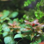 砂利で育成植栽から34日　CO2なしで育成